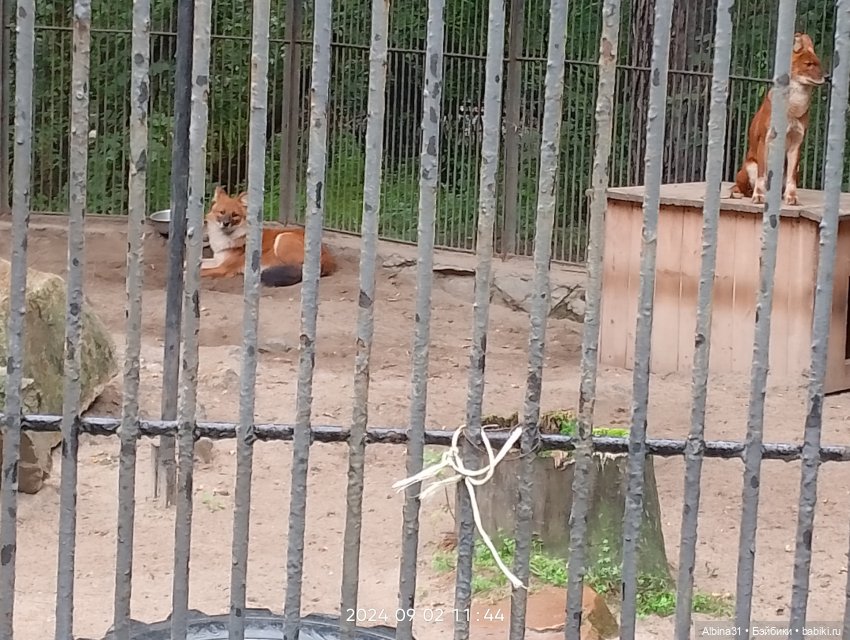 Новосибирский зоопарк. Сентябрь 2024 год