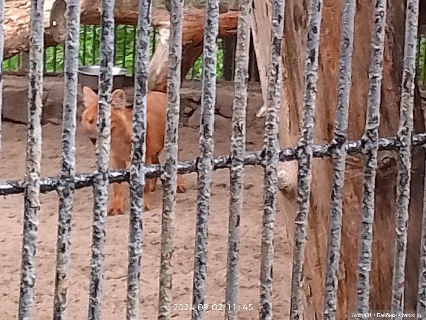 Новосибирский зоопарк. Сентябрь 2024 год