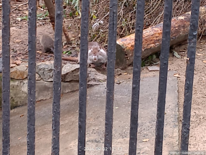 Новосибирский зоопарк. Сентябрь 2024 год