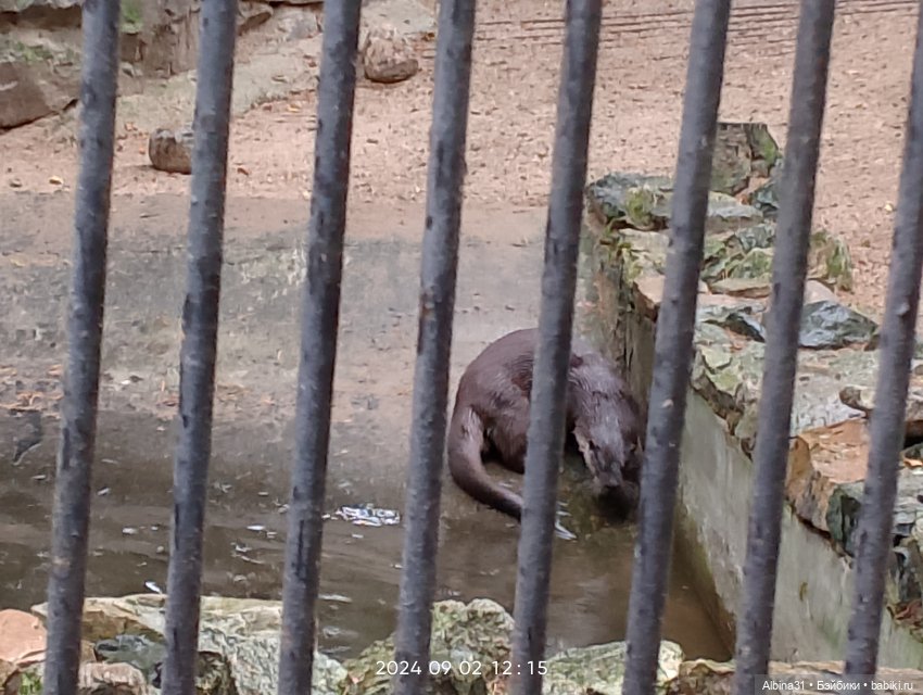 Новосибирский зоопарк. Сентябрь 2024 год