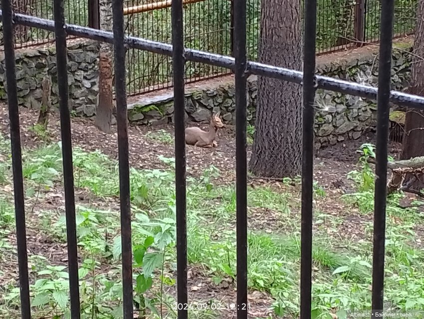 Новосибирский зоопарк. Сентябрь 2024 год