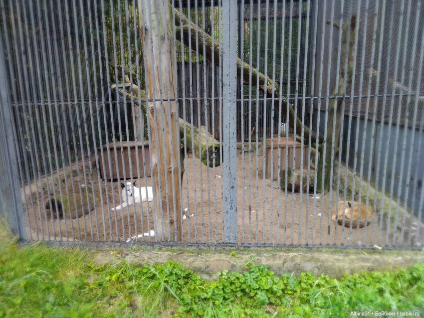 Новосибирский зоопарк. Сентябрь 2024 год
