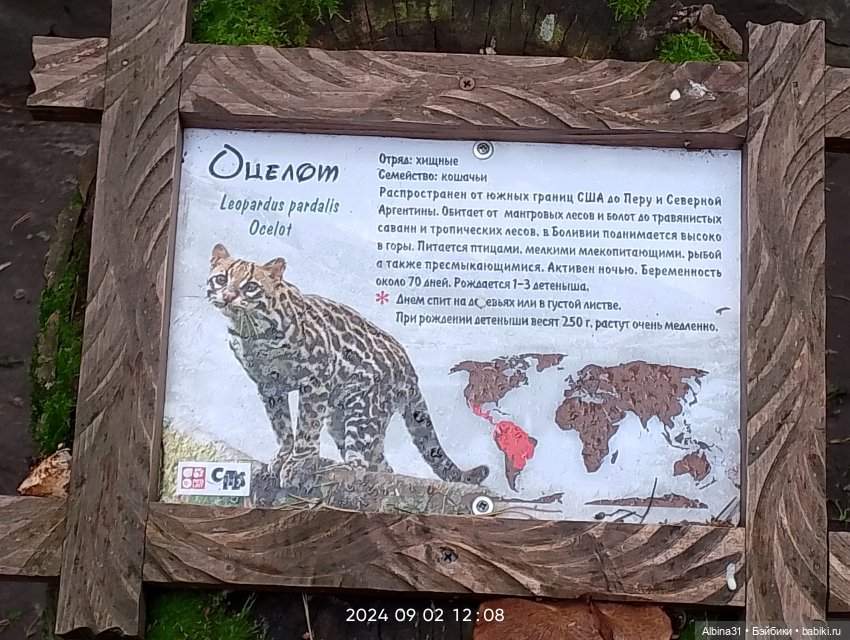 Новосибирский зоопарк. Сентябрь 2024 год