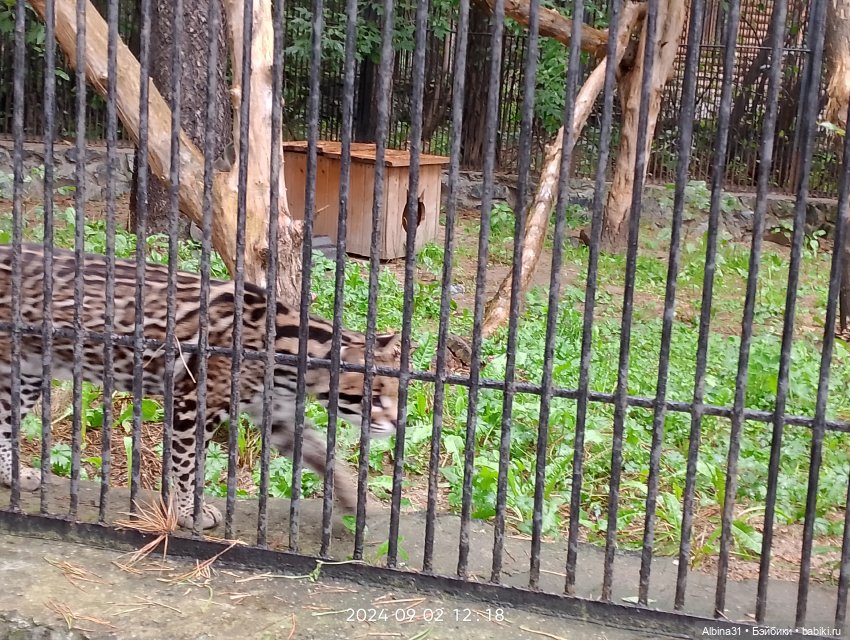Новосибирский зоопарк. Сентябрь 2024 год