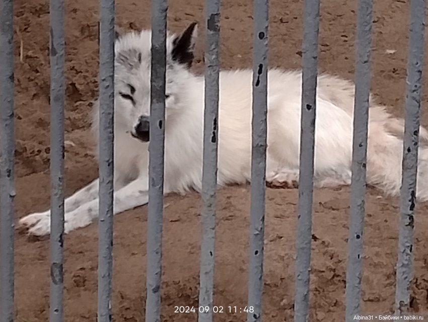Новосибирский зоопарк. Сентябрь 2024 год