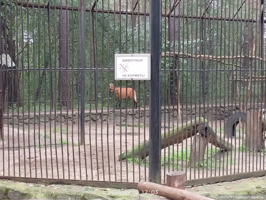 Новосибирский зоопарк. Сентябрь 2024 год