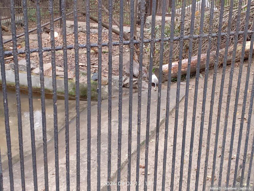 Новосибирский зоопарк. Сентябрь 2024 год