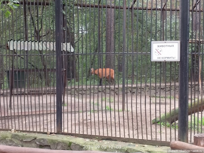 Новосибирский зоопарк. Сентябрь 2024 год