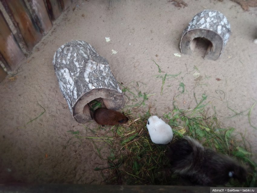 Новосибирский зоопарк. Сентябрь 2024 год (фото 4)