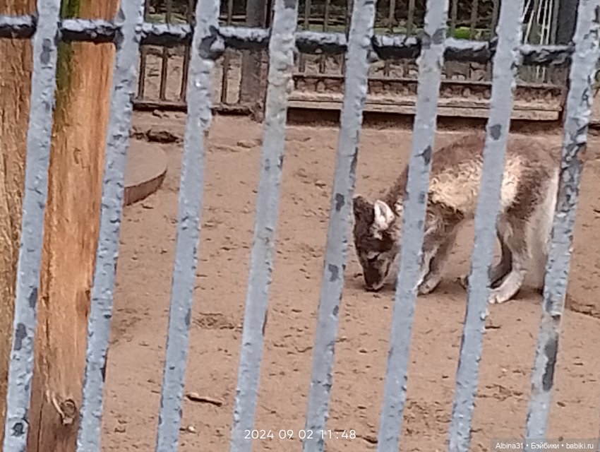Новосибирский зоопарк. Сентябрь 2024 год