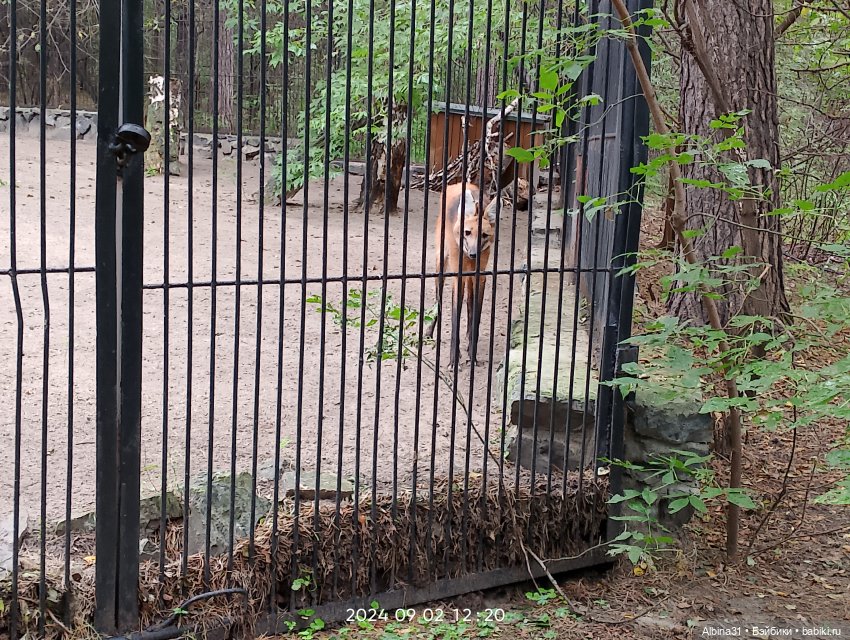 Новосибирский зоопарк. Сентябрь 2024 год