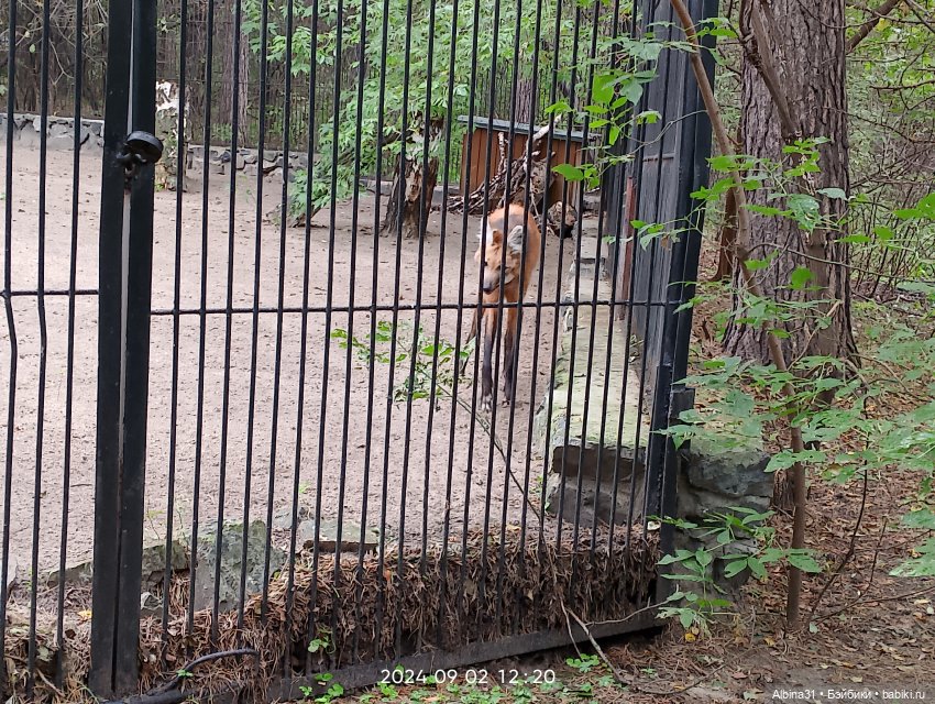 Новосибирский зоопарк. Сентябрь 2024 год