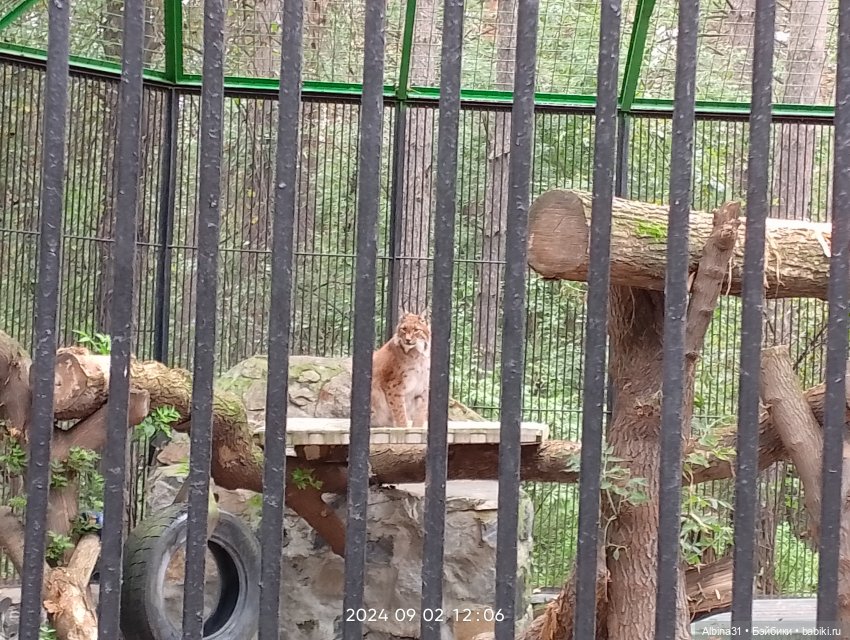 Новосибирский зоопарк. Сентябрь 2024 год