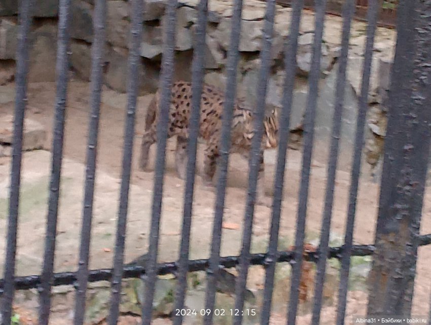 Новосибирский зоопарк. Сентябрь 2024 год