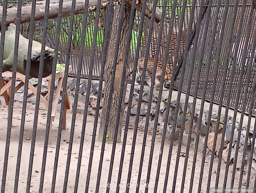 Новосибирский зоопарк. Сентябрь 2024 год