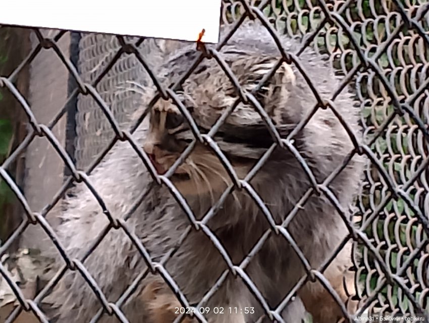 Новосибирский зоопарк. Сентябрь 2024 год