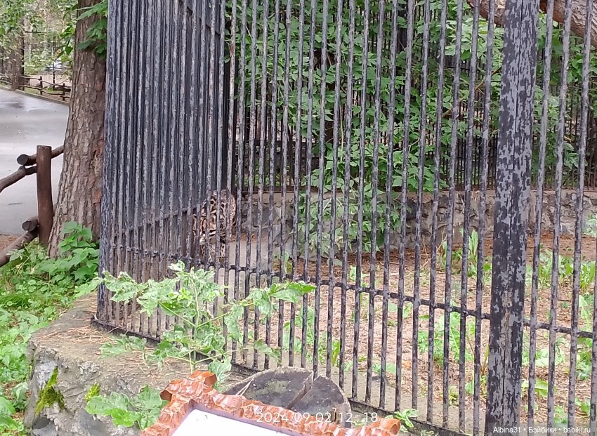 Новосибирский зоопарк. Сентябрь 2024 год