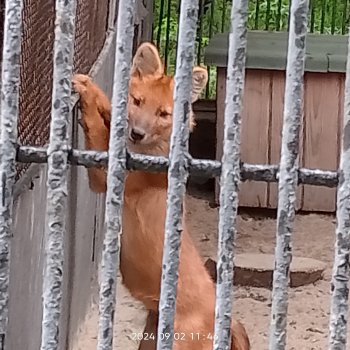 Новосибирский зоопарк. Сентябрь 2024 год