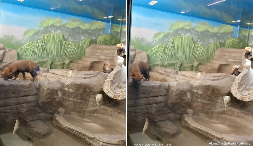 Новосибирский зоопарк (часть 4)