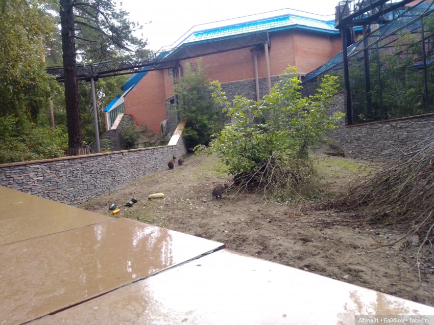 Новосибирский зоопарк (часть 4)