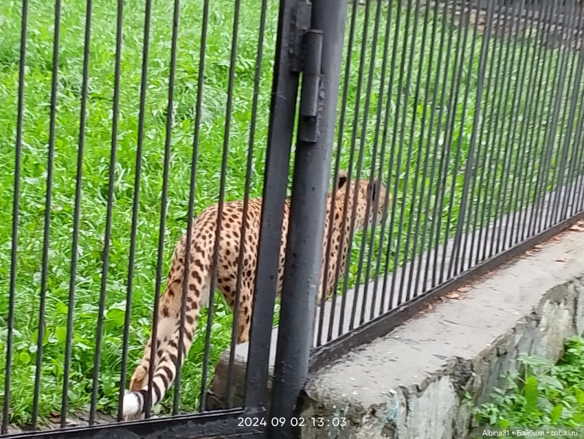 Новосибирский зоопарк (часть 4)