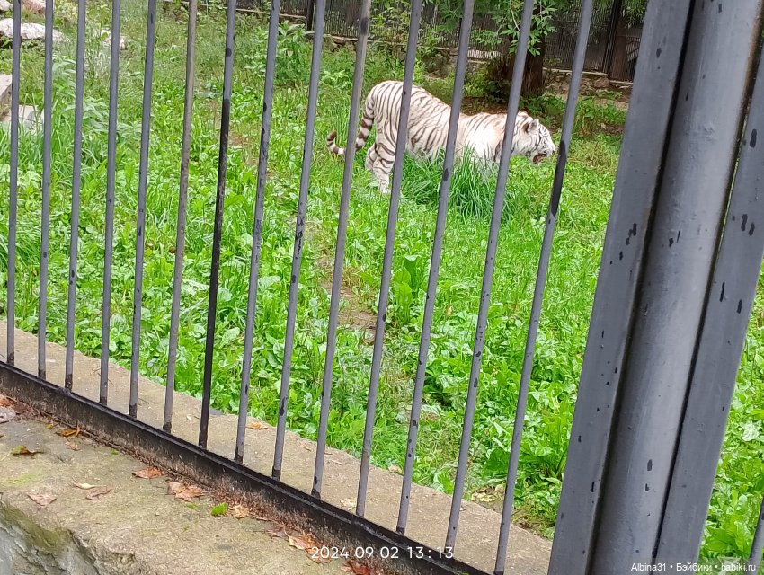 Новосибирский зоопарк (часть 4) (фото 10)