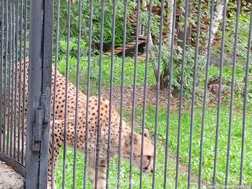 Новосибирский зоопарк (часть 4)