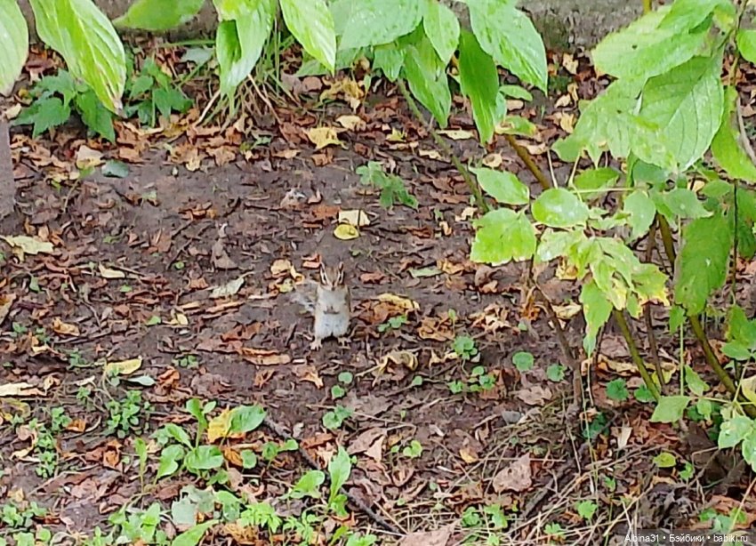 Новосибирский зоопарк (часть 4)