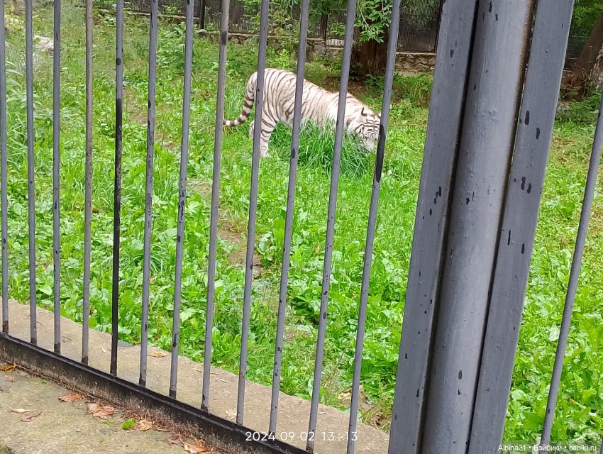 Новосибирский зоопарк (часть 4) (фото 9)