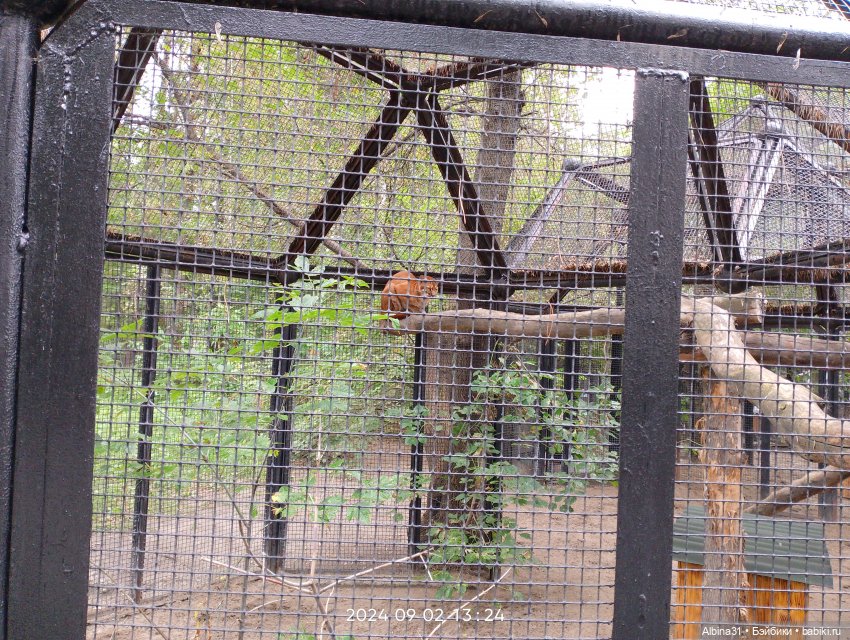 Новосибирский зоопарк (часть 4)