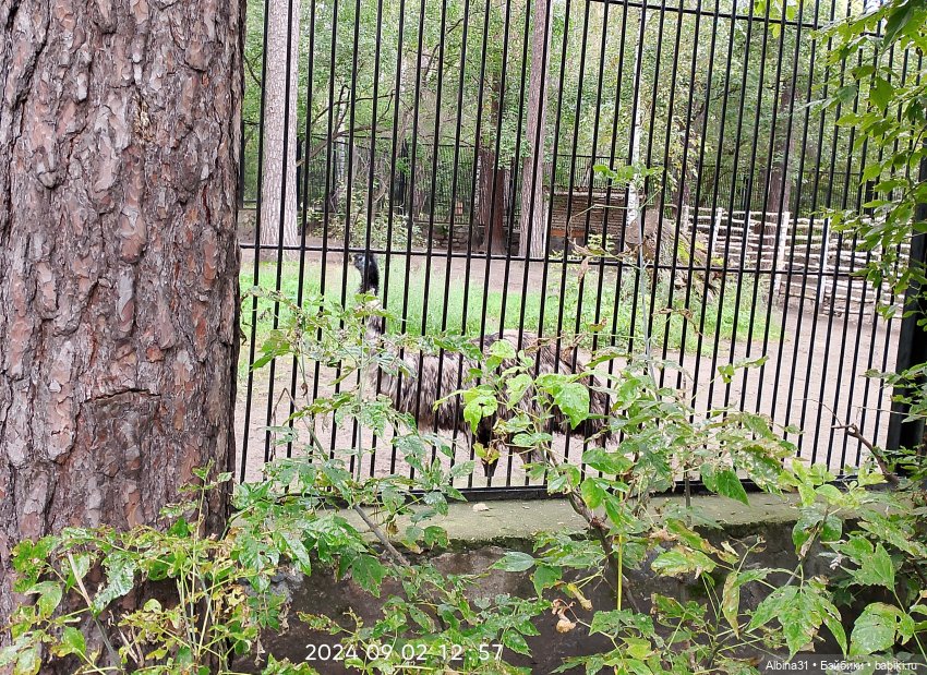 Новосибирский зоопарк (часть 4)