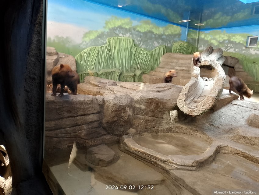 Новосибирский зоопарк (часть 4)