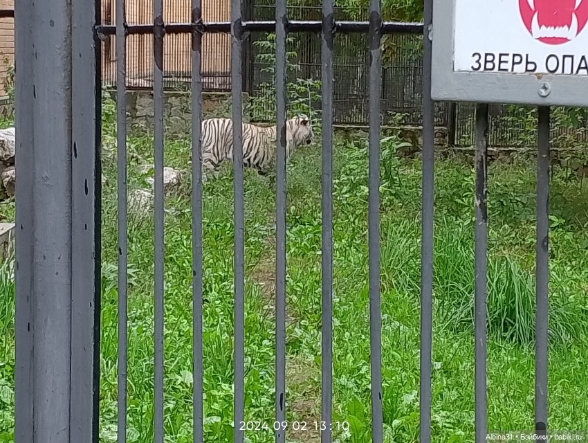 Новосибирский зоопарк (часть 4) (фото 6)