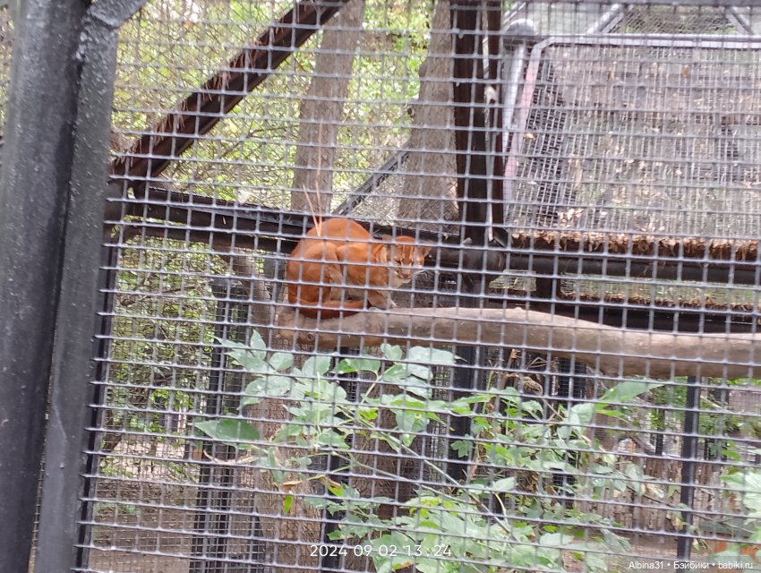 Новосибирский зоопарк (часть 4)