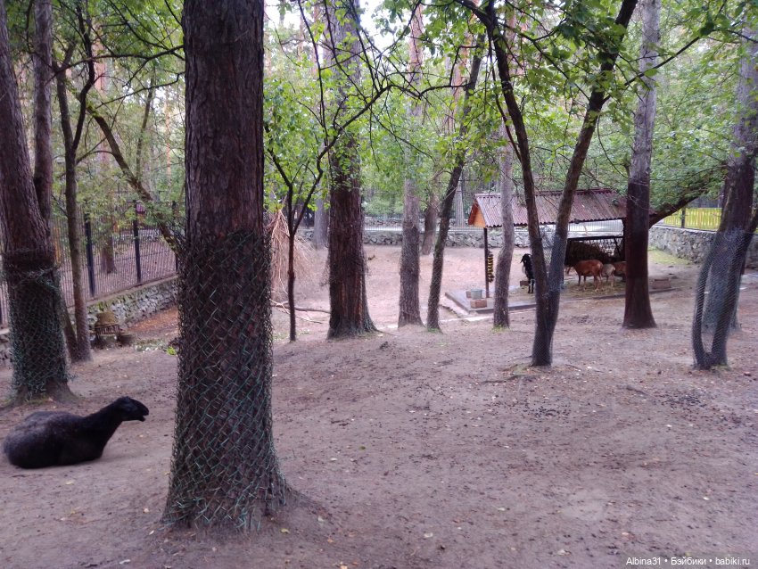Новосибирский зоопарк (часть 4)
