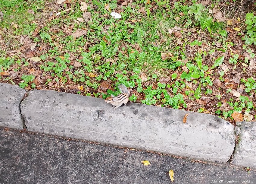 Новосибирский зоопарк (часть 4)