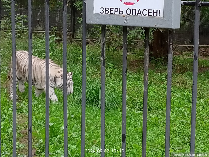 Новосибирский зоопарк (часть 4) (фото 8)