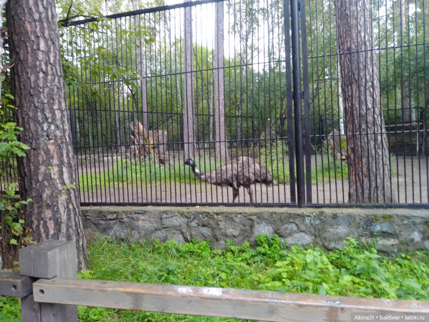 Новосибирский зоопарк (часть 4)