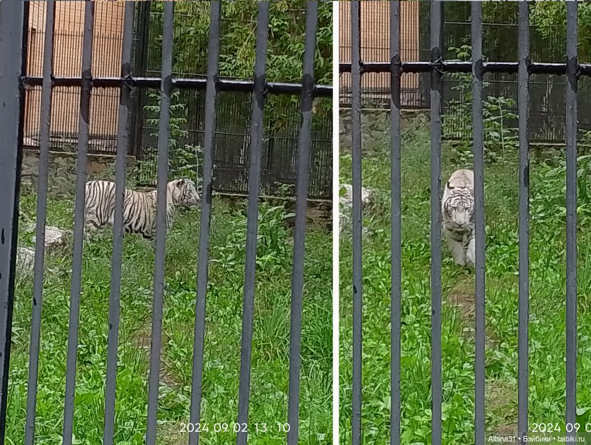 Новосибирский зоопарк (часть 4) (фото 7)