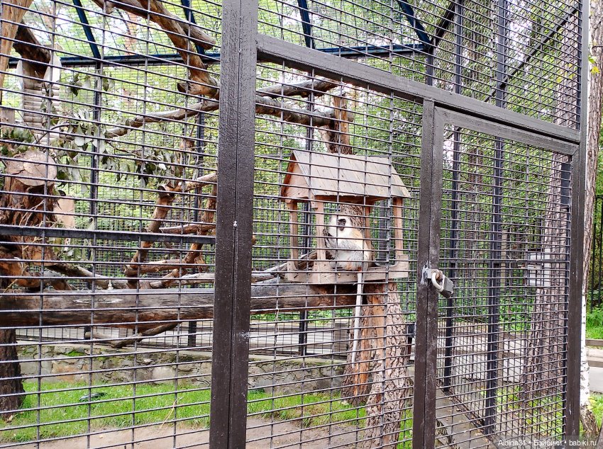Новосибирский зоопарк (часть 4)