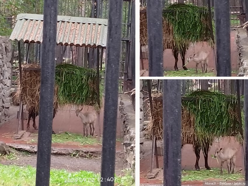 Новосибирский зоопарк (часть 4)