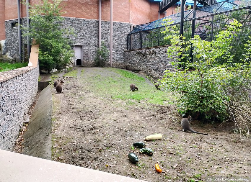 Новосибирский зоопарк (часть 4)