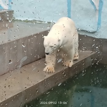 Новосибирский зоопарк (часть 4)