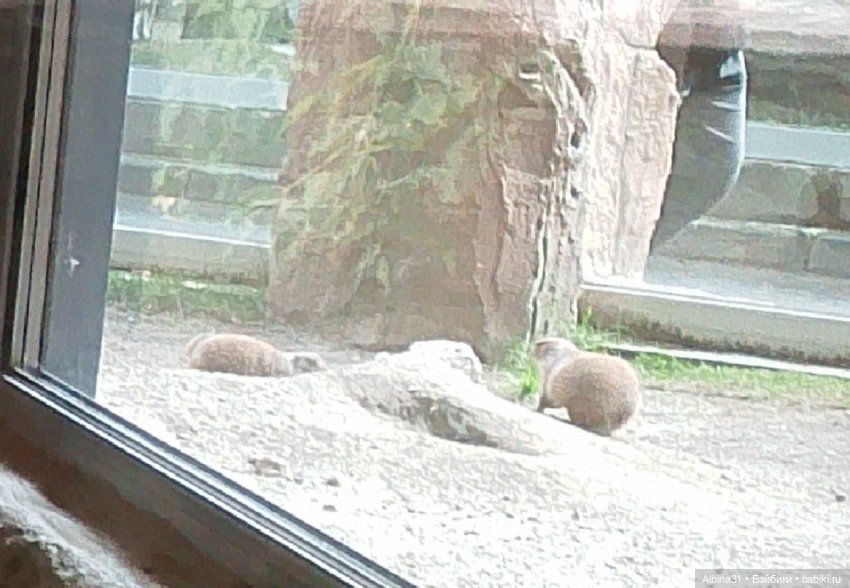 Новосибирский зоопарк (часть 4)