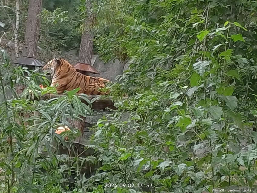 Новосибирский зоопарк (часть 4)