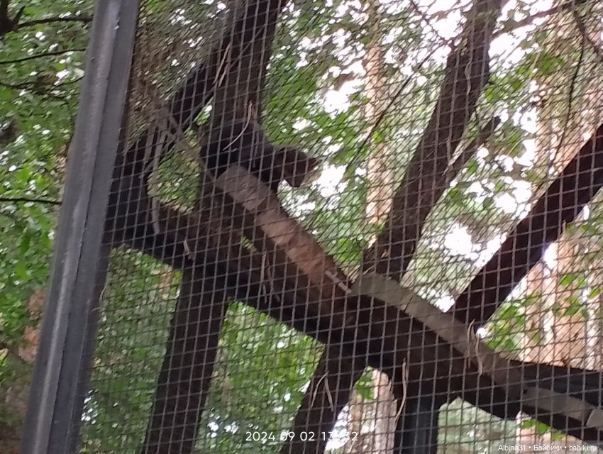 Новосибирский зоопарк — Игровые куклы разных производителей (Разное): редкие бренды (фото 5)