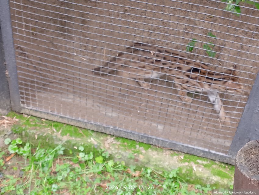 Новосибирский зоопарк (часть 4)