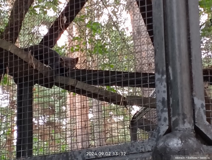 Новосибирский зоопарк — Игровые куклы разных производителей (Разное): редкие бренды (фото 6)