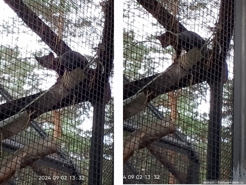 Новосибирский зоопарк — Игровые куклы разных производителей (Разное): редкие бренды (фото 7)