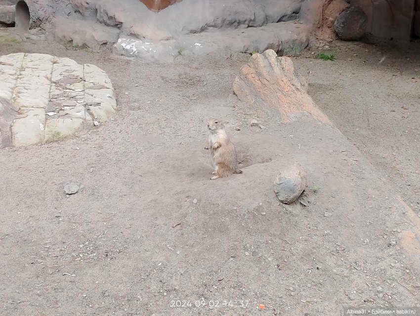 Новосибирский зоопарк (часть 4)